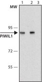 Anti-PIWIL1 antibody, Mouse monoclonal clone PIWIL1-2, purified from hybridoma cell culture