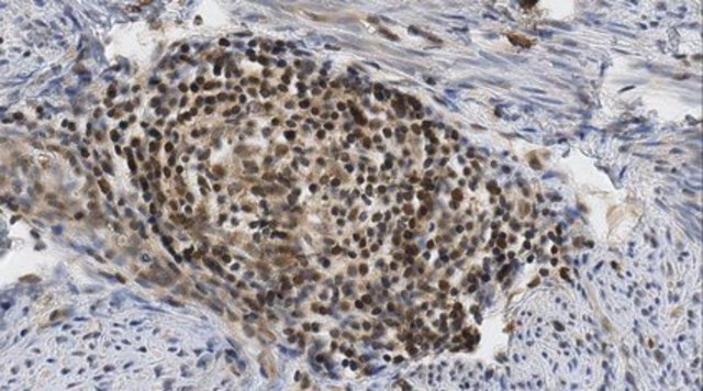 Anti-APC4 Antibody, clone CIV1.1 clone CIV1.1, from mouse