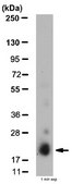 Anti-Interleukin 23 alpha (IL-23A) Antibody from rabbit, purified by affinity chromatography