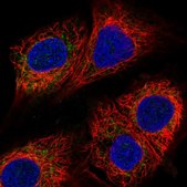 Anti-MICU1 antibody produced in rabbit Prestige Antibodies® Powered by Atlas Antibodies, affinity isolated antibody