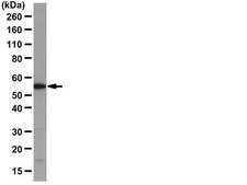 Anti-LAP2 Antibody from rabbit, purified by affinity chromatography
