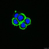 Anti-ADAM 12 Antibody, clone 6E6 clone 6E6, from mouse