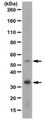 Anti-PD-L1 Antibody/CD274 1 mg/mL, from rabbit
