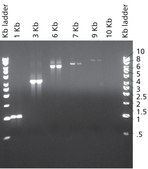JumpStart™ Taq DNA Polymerase with MgCl2