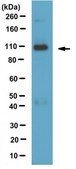 Anti-DGL-α Antibody from rabbit, purified by affinity chromatography