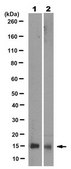 Anti-CHCHD10 Antibody, clone 11F11.2 clone 11F11.2, from mouse