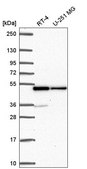 Anti-HNRNPF antibody produced in rabbit Prestige Antibodies® Powered by Atlas Antibodies, affinity isolated antibody