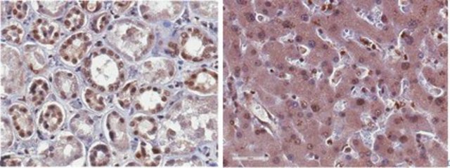 Anticuerpo anti-fosfo-Rsk1 (Thr359 / Ser363) from rabbit, purified by affinity chromatography