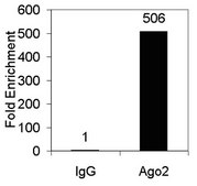 RIPAb+ Ago2 - RIP Validated Antibody and Primer Set ascites fluid, from mouse