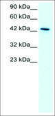 Anti-KLF15 antibody produced in rabbit IgG fraction of antiserum