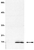 ChIPAb+ Acetyl-Histone H4 - ChIP Validated Antibody and Primer Set serum, from rabbit