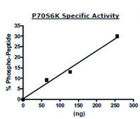 p70S6K active human recombinant, expressed in baculovirus infected Sf9 cells, ≥70% (SDS-PAGE)