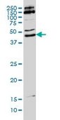 Monoclonal Anti-MKRN2 antibody produced in mouse clone 5F8, purified immunoglobulin, buffered aqueous solution