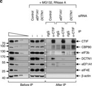 Anti-EF1α Antibody, clone CBP-KK1 clone CBP-KK1, Upstate®, from mouse