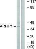 Anti-ARFIP1 antibody produced in rabbit affinity isolated antibody