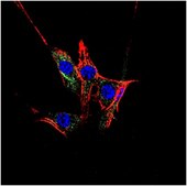 Anti-GAPDH Antibody, clone 6C5, Alexa Fluor™ 488 conjugate clone 6C5, from mouse, ALEXA FLUOR™ 488