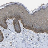 Anti-EML2 antibody produced in rabbit Prestige Antibodies® Powered by Atlas Antibodies, affinity isolated antibody, buffered aqueous glycerol solution