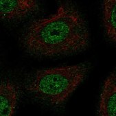 Anti-TSC22D1 antibody produced in rabbit Prestige Antibodies® Powered by Atlas Antibodies, affinity isolated antibody