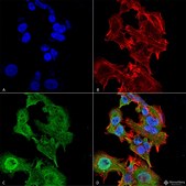 Monoclonal Anti-Lar/Ptprf - Atto 488 antibody produced in mouse clone S165-38, purified immunoglobulin