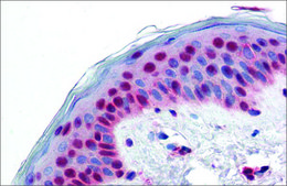 Anti-PAX7 antibody produced in rabbit affinity isolated antibody