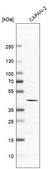 Anti-ABHD11 antibody produced in rabbit Prestige Antibodies® Powered by Atlas Antibodies, affinity isolated antibody, buffered aqueous glycerol solution