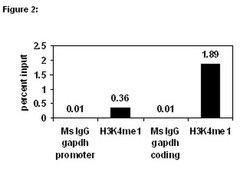 ChIPAb+ Monomethyl-Histone H3 (Lys4) - ChIP Validated Antibody and Primer Set from mouse