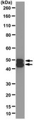 Anti-NeuN (rabbit monoclonal) Antibody, clone 27-4 clone 27-4, from rabbit