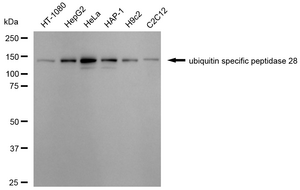 Anti Ubiquitin Specific Peptidase 28 Antibody, clone 24GB2515, Rabbit Monoclonal clone 24GB2515, recombinant rabbit monoclonal, expressed in HEK293 cells