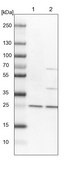 Anti-DCTN6 antibody produced in rabbit Prestige Antibodies® Powered by Atlas Antibodies, affinity isolated antibody, buffered aqueous glycerol solution, Ab2