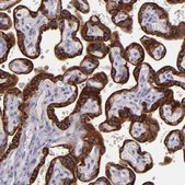 Anti-PAPPA antibody produced in rabbit Prestige Antibodies® Powered by Atlas Antibodies, affinity isolated antibody, buffered aqueous glycerol solution