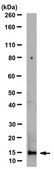 Anti-dimethyl Histone H3 Antibody (Arg17), symmetric clone 6E8-E11, from mouse