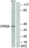 Anti-CREB antibody produced in rabbit affinity isolated antibody