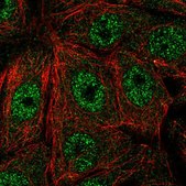 Anti-FAM117A antibody produced in rabbit Prestige Antibodies® Powered by Atlas Antibodies, affinity isolated antibody, buffered aqueous glycerol solution