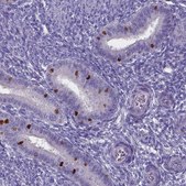Anti-FOXJ1 antibody produced in rabbit Prestige Antibodies® Powered by Atlas Antibodies, affinity isolated antibody, buffered aqueous glycerol solution