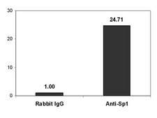 Magna ChIP® Protein A Magnetic Beads Recombinant Protein A covalently bound to magnetic beads for use in chromatin immunoprecipitations (ChIP assays). These protein A beads provide users a more rapid, reproducible &amp; efficient reagent for collecting immunocomplexes vs. agarose beads.