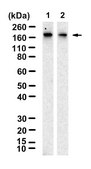 Anti-KDM5A Antibody, clone 2J2 ZooMAb® Rabbit Monoclonal recombinant, expressed in HEK 293 cells