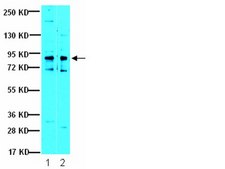 Anti-IKKβ Antibody from rabbit