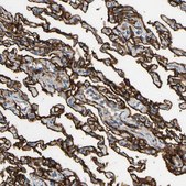 Anti-SUSD2 antibody produced in rabbit Prestige Antibodies® Powered by Atlas Antibodies, affinity isolated antibody, buffered aqueous glycerol solution