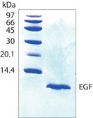 Epidermal Growth Factor, human, animal component free EGF, recombinant, expressed in Escherichia coli, >97% (SDS-PAGE)