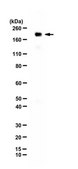 Anti-PXDN/VPO1 Antibody from rabbit, purified by affinity chromatography