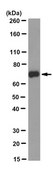 Anti-Hyaluronan synthase 2 Antibody, clone 2B11.1 clone 2B11.1, from mouse