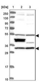Anti-BICDL2 antibody produced in rabbit Prestige Antibodies® Powered by Atlas Antibodies, affinity isolated antibody, buffered aqueous glycerol solution