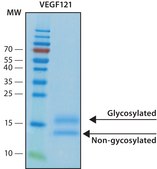 VEGF121 recombinant, expressed in HEK 293 cells, suitable for cell culture