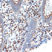Anti-LMAN1 antibody produced in rabbit