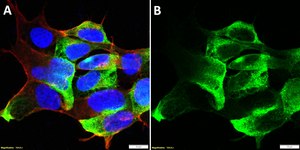 Anti-GFRAL Antibody, clone 1F5 ZooMAb® Rabbit Monoclonal recombinant, expressed in HEK 293 cells