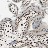 Anti-RBFOX2 antibody produced in rabbit Prestige Antibodies® Powered by Atlas Antibodies, affinity isolated antibody, buffered aqueous glycerol solution