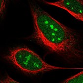 Anti-USP37 antibody produced in rabbit Prestige Antibodies® Powered by Atlas Antibodies, affinity isolated antibody, buffered aqueous glycerol solution