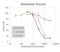 HT-22 Mouse Hippocampal Neuronal Cell Line HT-22 mouse neuronal cell line is a valuable cell model for studies of glutamate-induced toxicity in neuronal cells.
