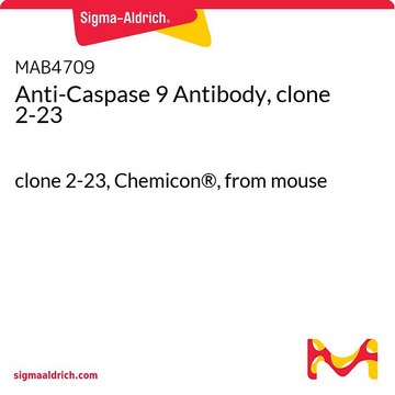 Anti-Caspase 9 Antibody, clone 2-23 clone 2-23, Chemicon&#174;, from mouse