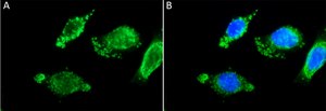 Anti-GABA antibody, Mouse monoclonal clone GB-69, purified from hybridoma cell culture